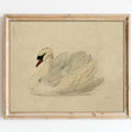 Classical Swan Canvas Wall Art | Vintage Watercolor Print