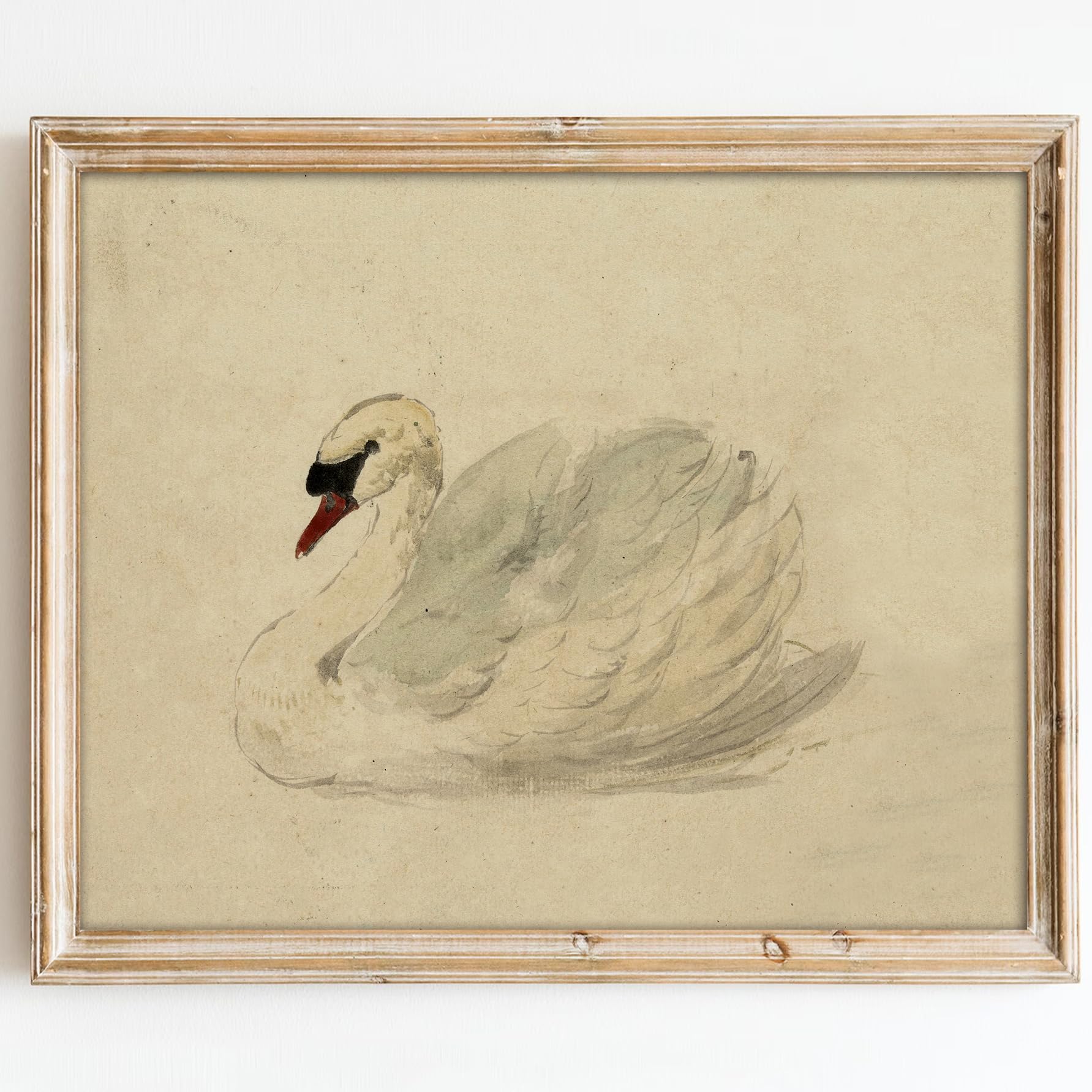 Classical Swan Canvas Wall Art | Vintage Watercolor Print