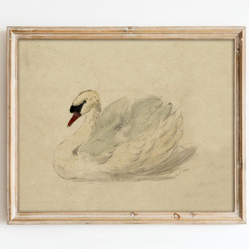 Classical Swan Canvas Wall Art | Vintage Watercolor Print